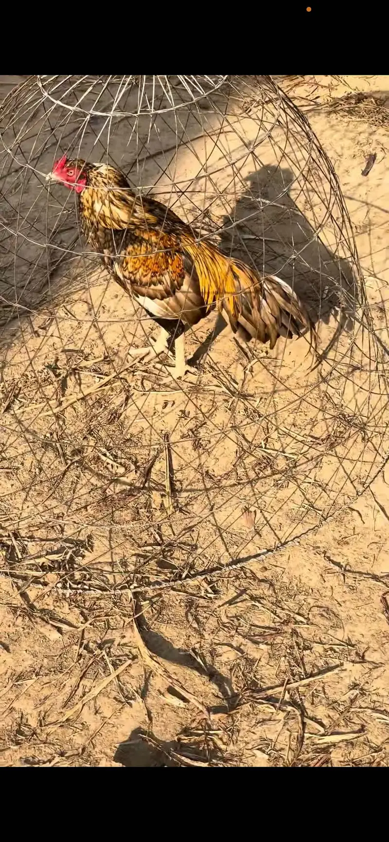 Pure aseel mianwali breed — photo 3