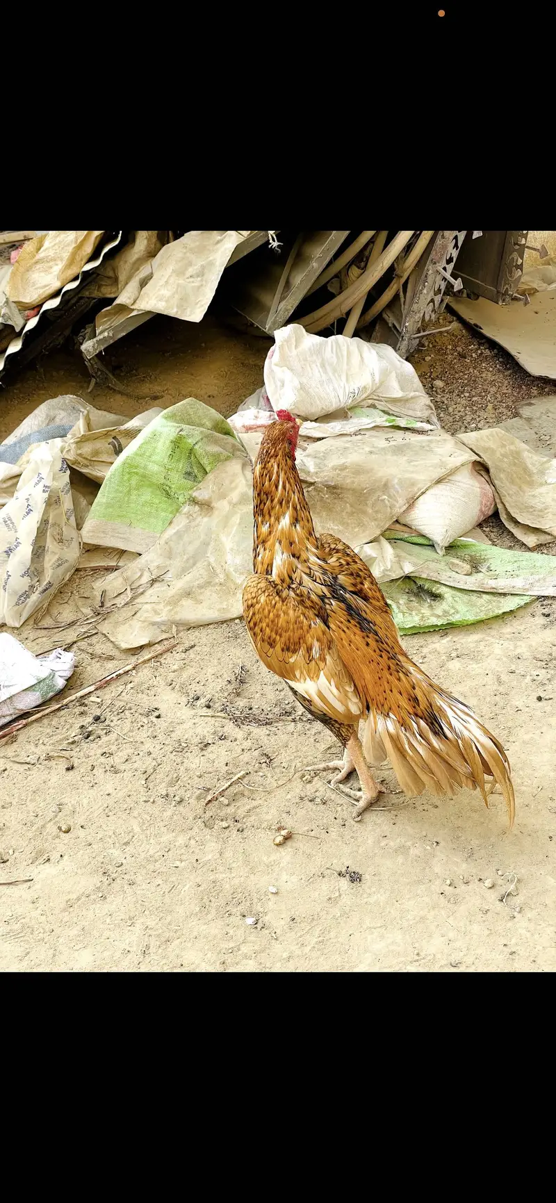 Pure aseel mianwali breed — photo 4