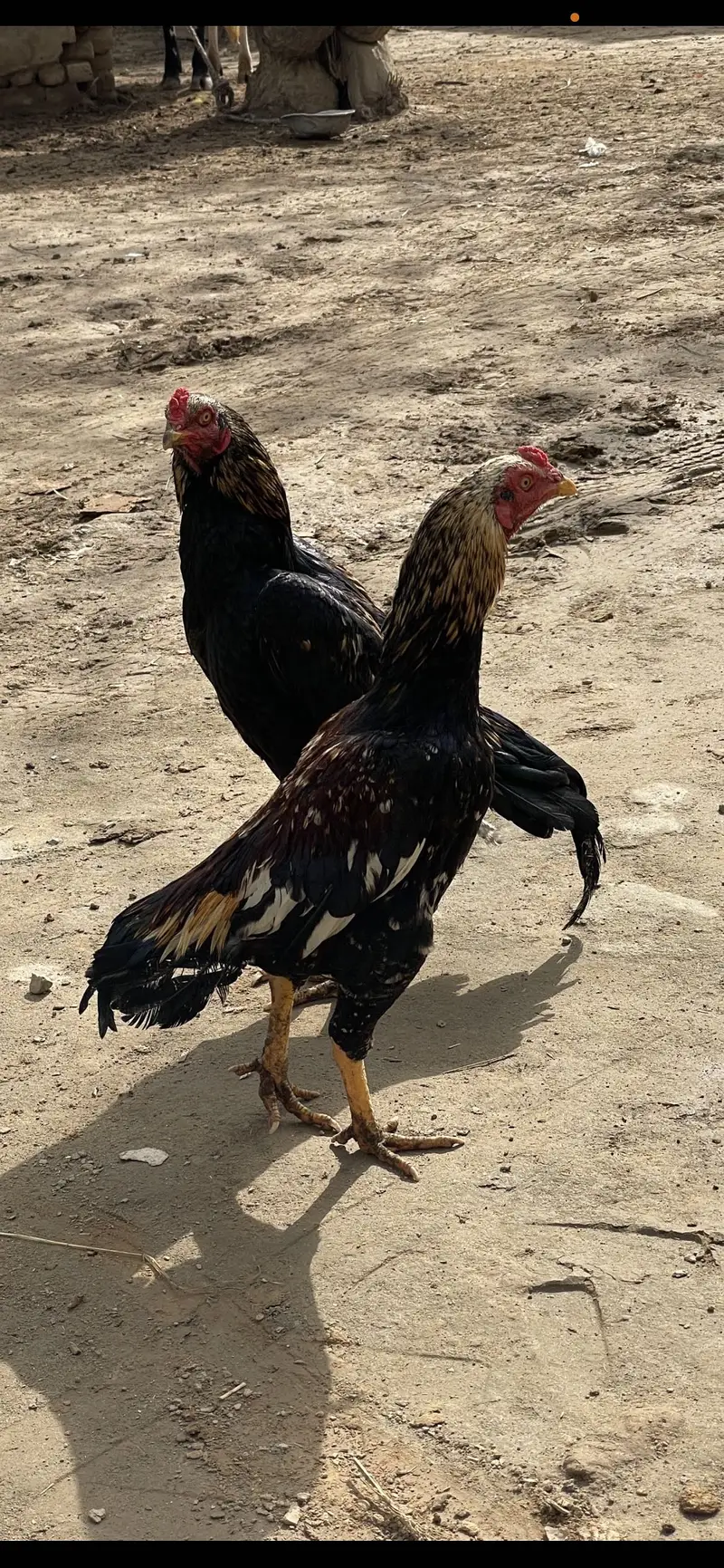Pure aseel mianwali breed — photo 5