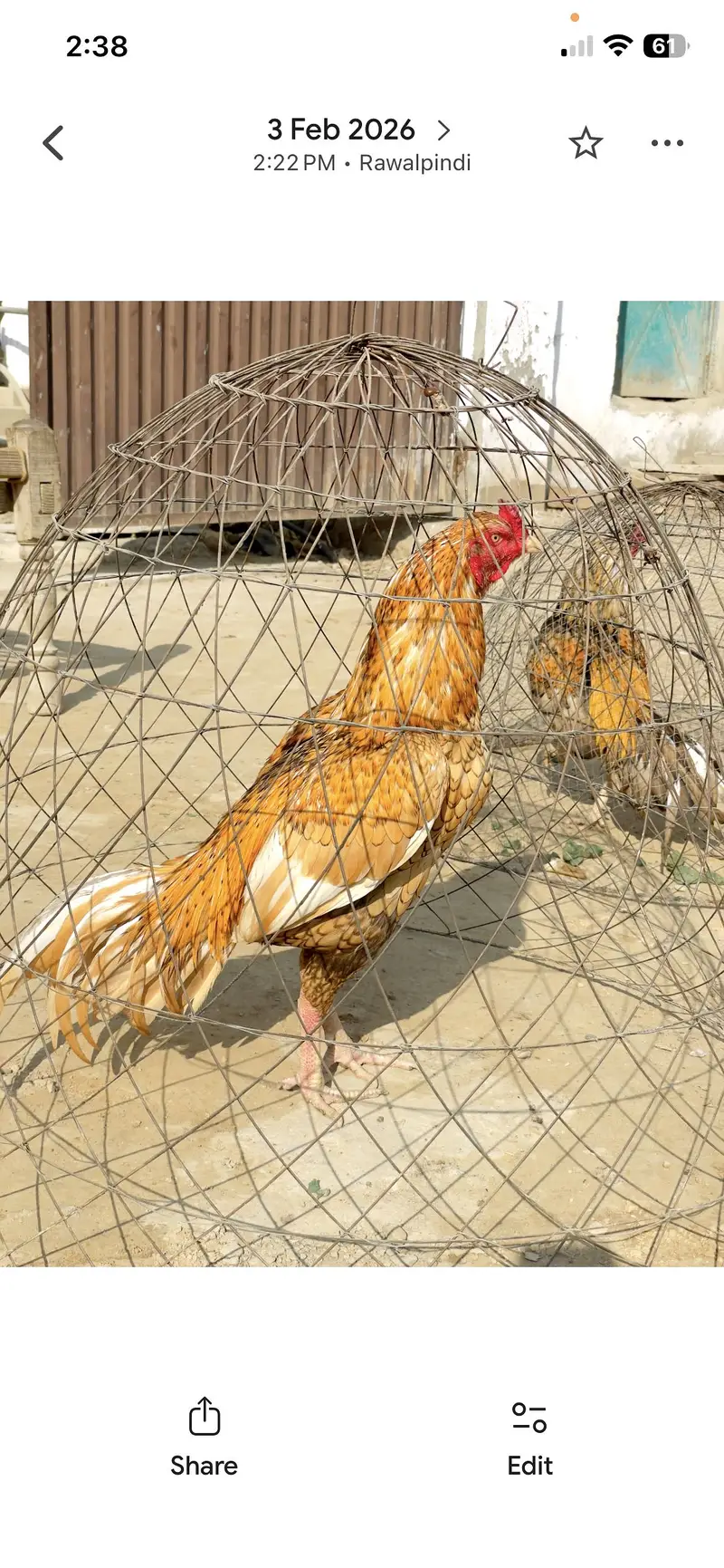 Pure aseel mianwali breed — photo 6