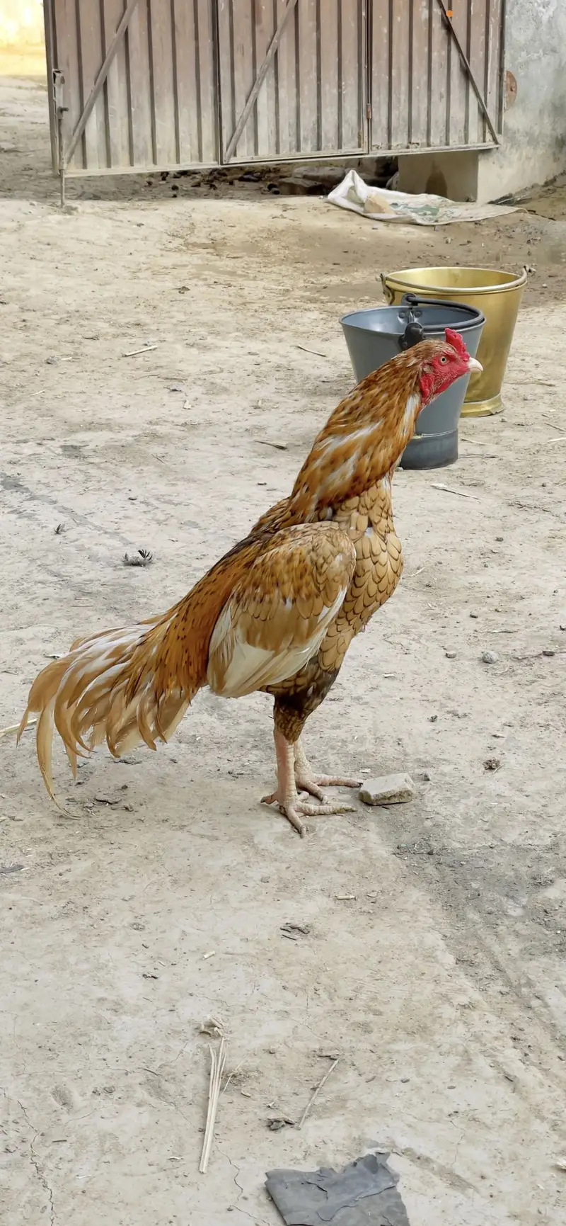 Pure aseel mianwali breed — photo 7