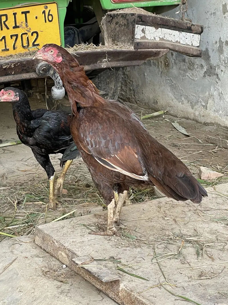 Pure aseel mianwali breed — photo 8