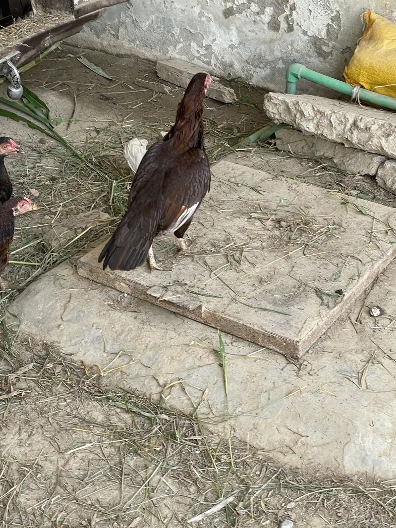 Pure aseel mianwali breed — photo 9