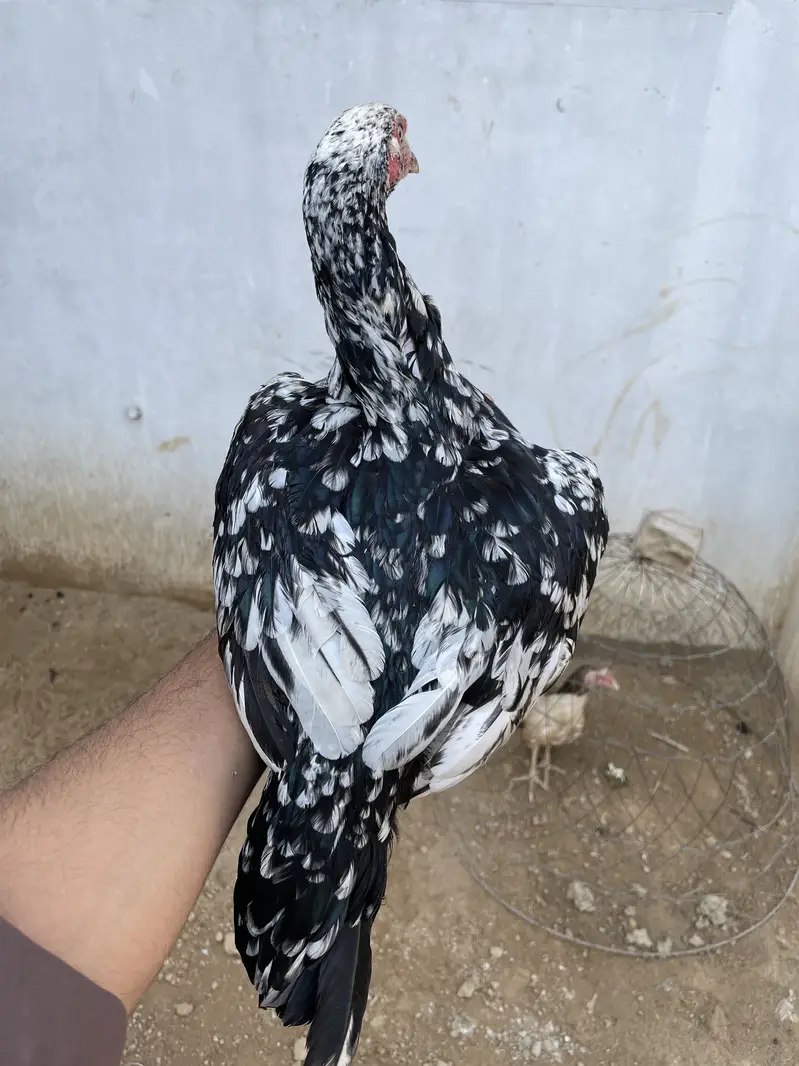 Pure aseel mianwali breed — photo 10