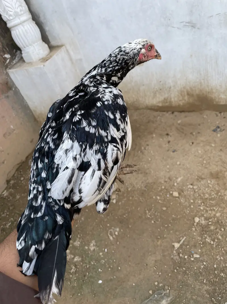 Pure aseel mianwali breed — photo 11