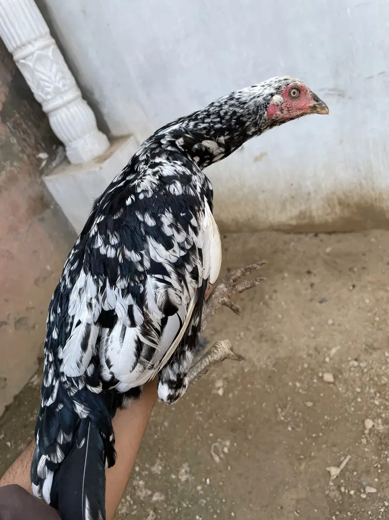 Pure aseel mianwali breed — photo 12