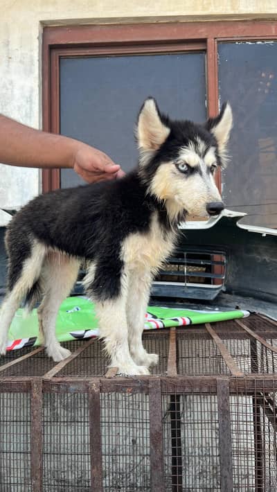 Husky aud eyes puppies for sale