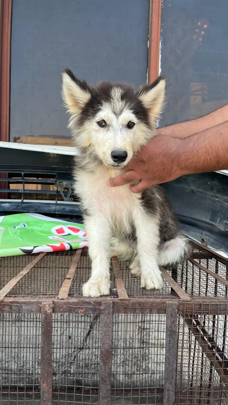 Husky aud eyes puppies for sale — photo 2
