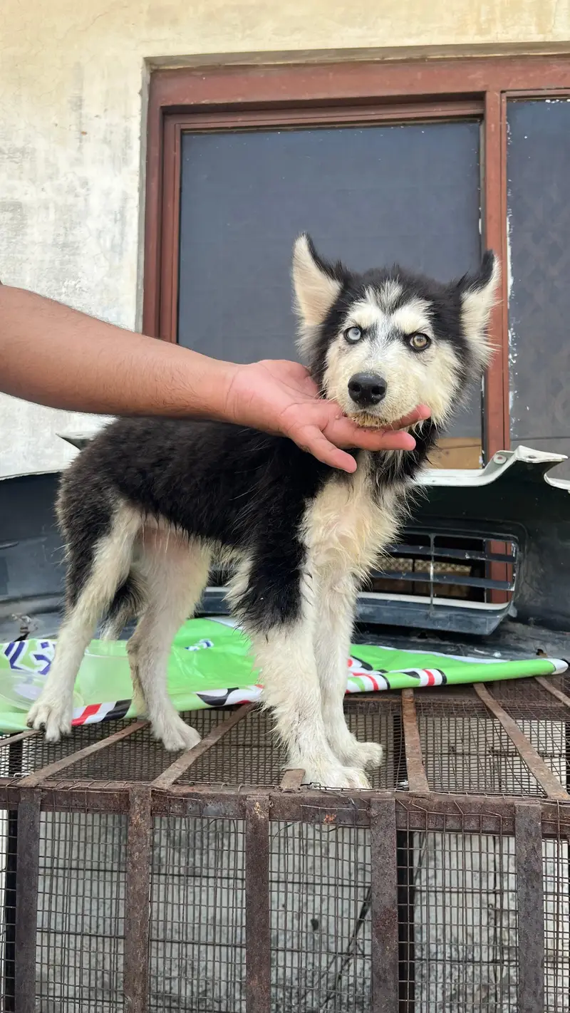 Husky aud eyes puppies for sale — photo 3