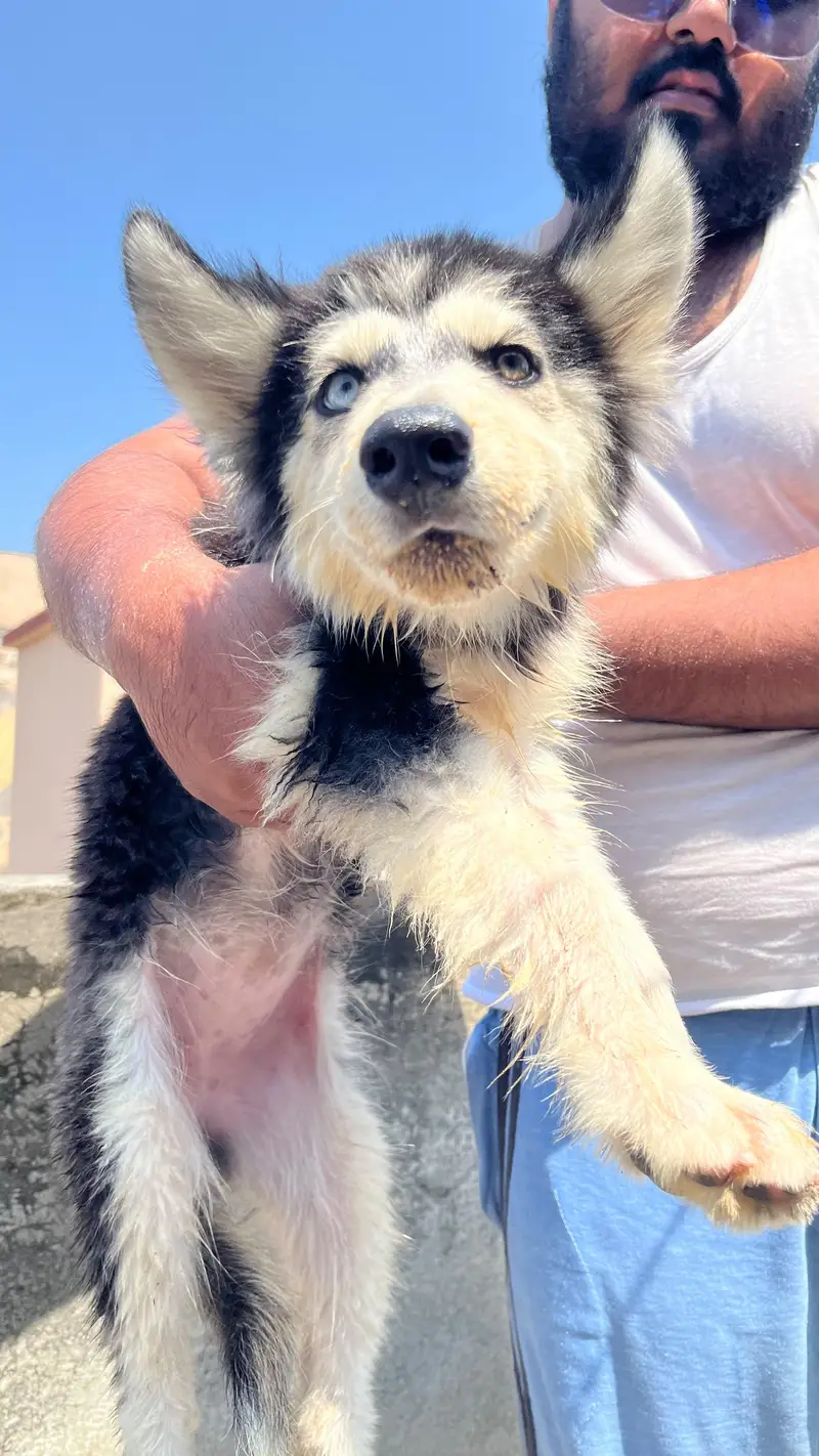 Husky aud eyes puppies for sale — photo 4
