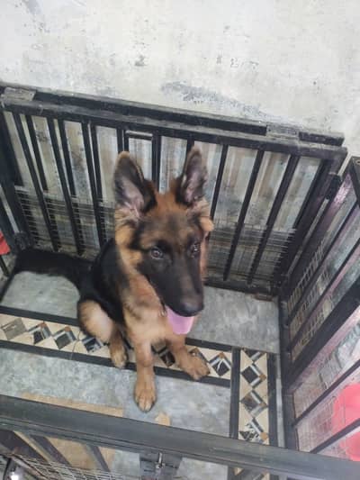 German shepherd double coat male Dog