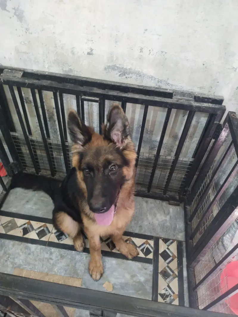 German shepherd double coat male Dog — photo 2