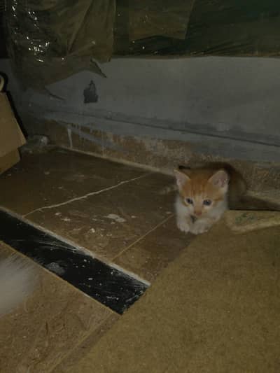 3 kittens