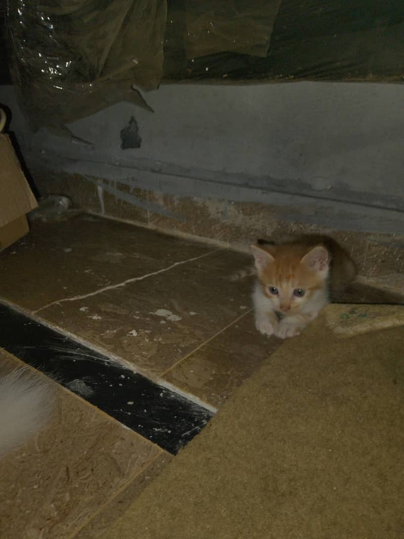 3 kittens 0