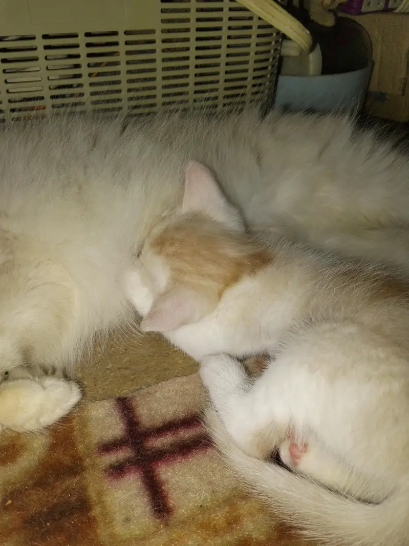 3 kittens — photo 2