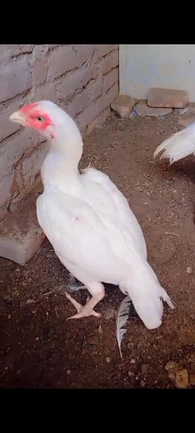 aseel hera