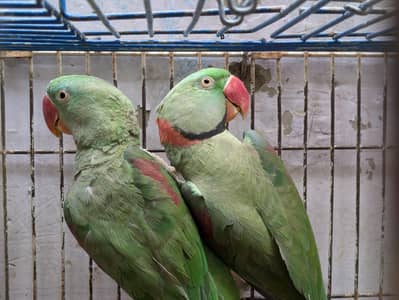kashmiri raw parrot