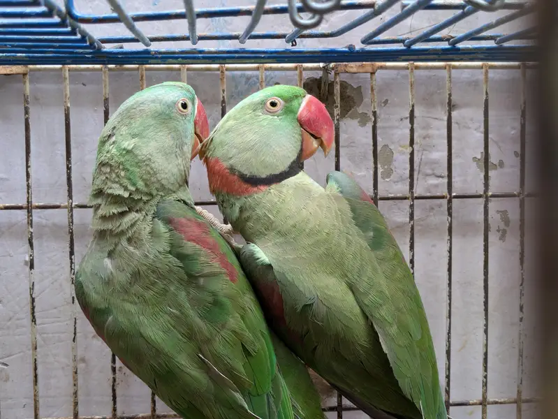 kashmiri raw parrot — photo 2