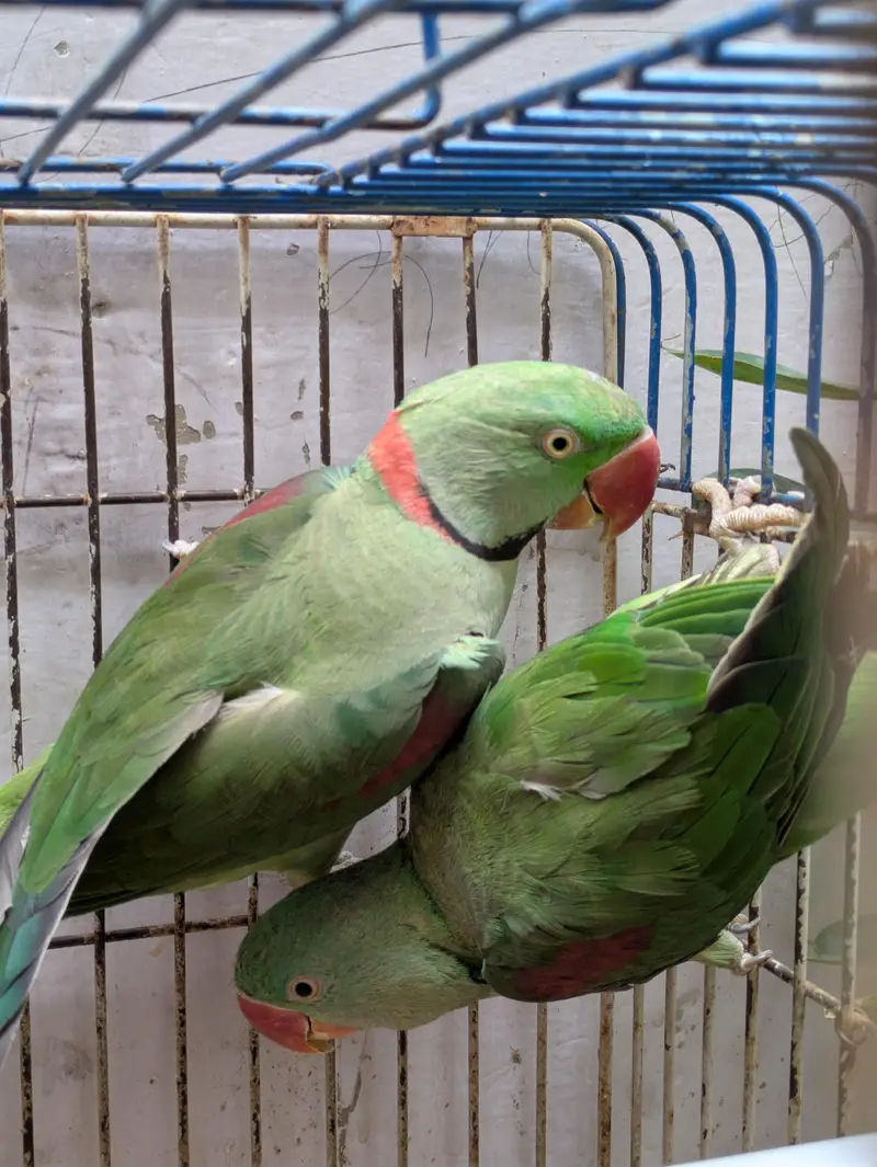 kashmiri raw parrot — photo 3