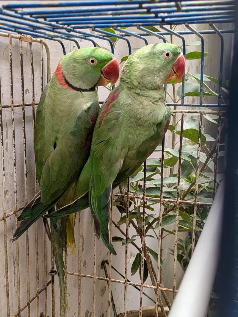 kashmiri raw parrot — photo 4