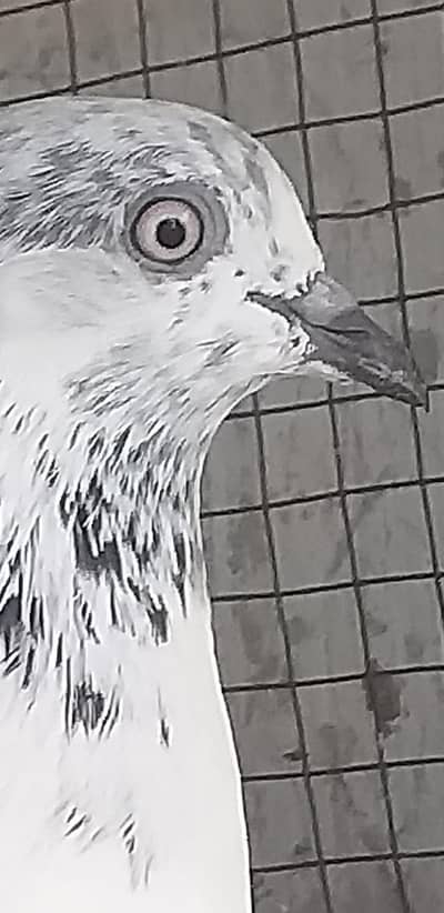 high flying pigeons