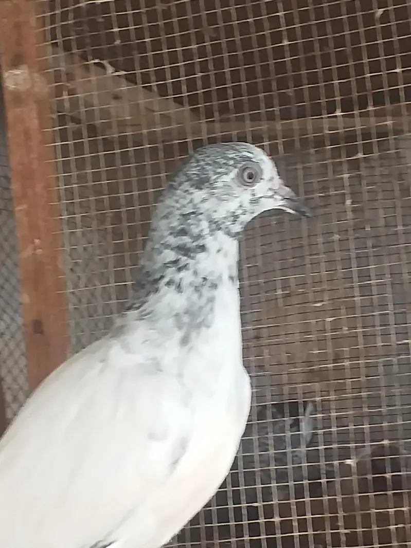 high flying pigeons — photo 3