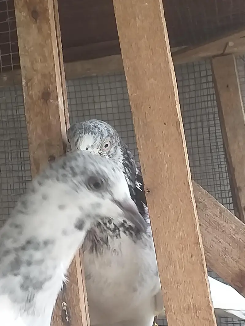 high flying pigeons — photo 4