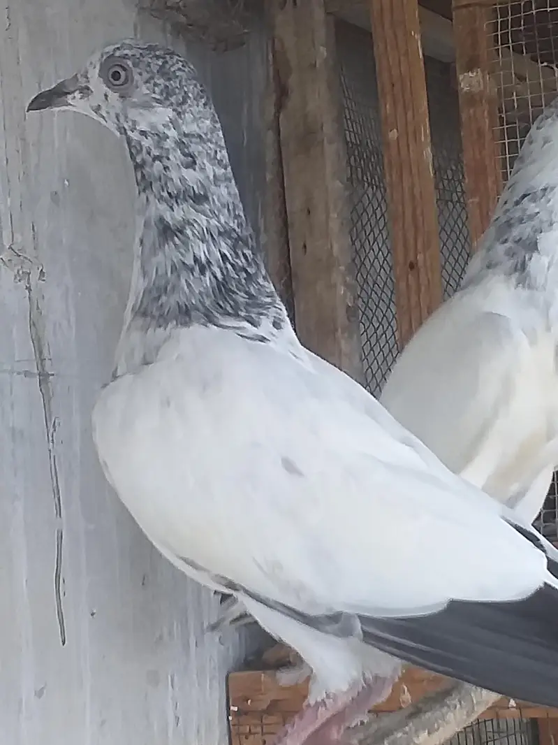 high flying pigeons — photo 6