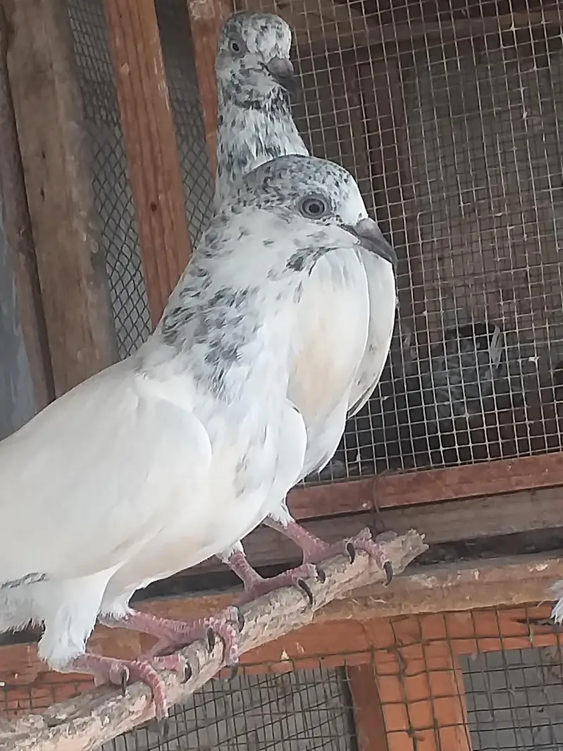high flying pigeons — photo 7