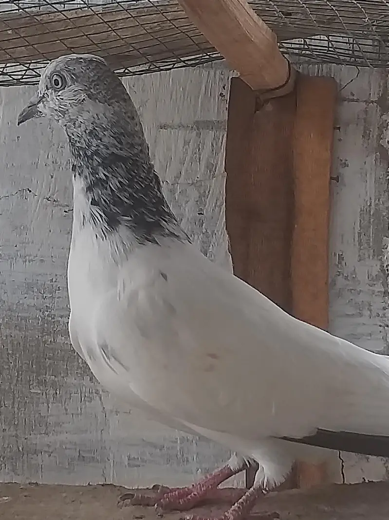 high flying pigeons — photo 8