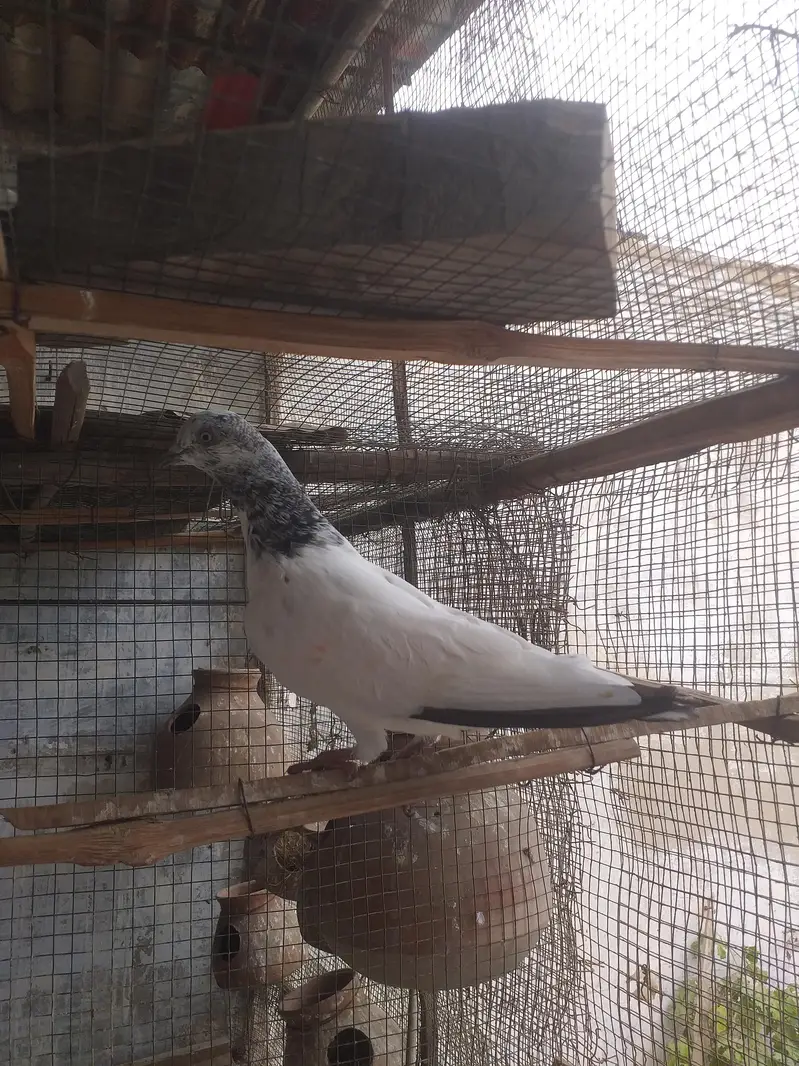 high flying pigeons — photo 9