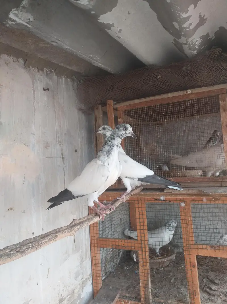 high flying pigeons — photo 10