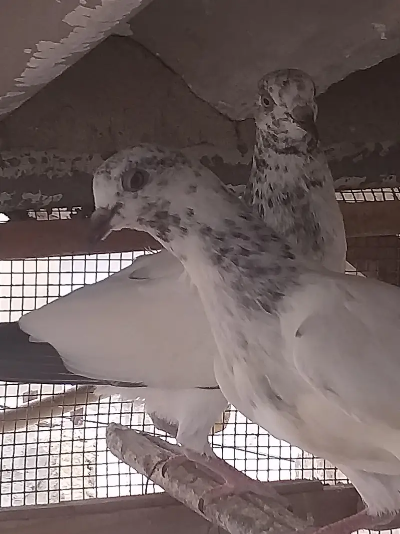 high flying pigeons — photo 11