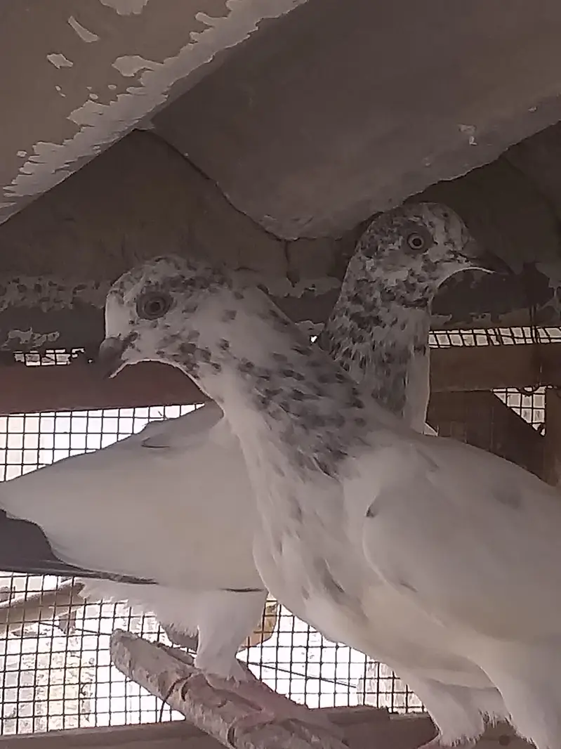 high flying pigeons — photo 12