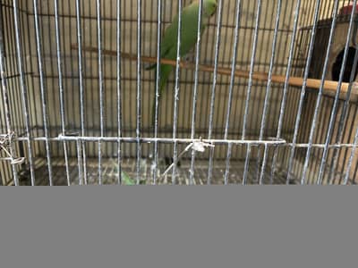 Different breeds of parrots