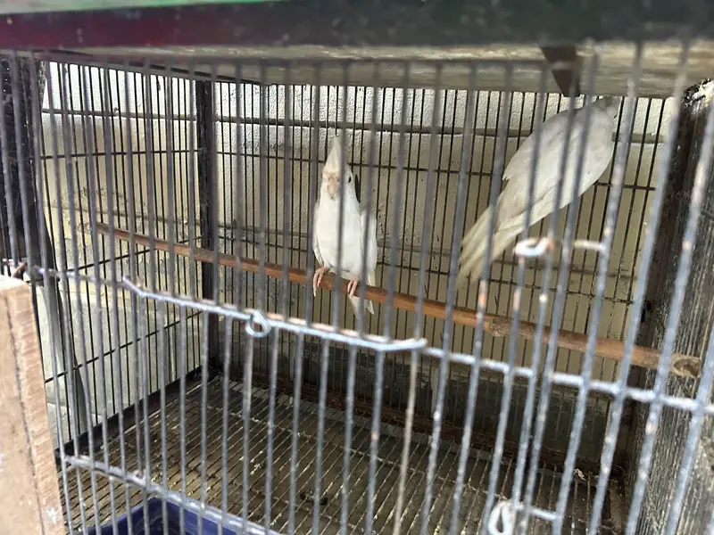 Different breeds of parrots — photo 2