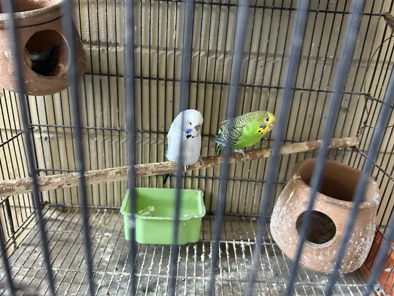 Different breeds of parrots — photo 3