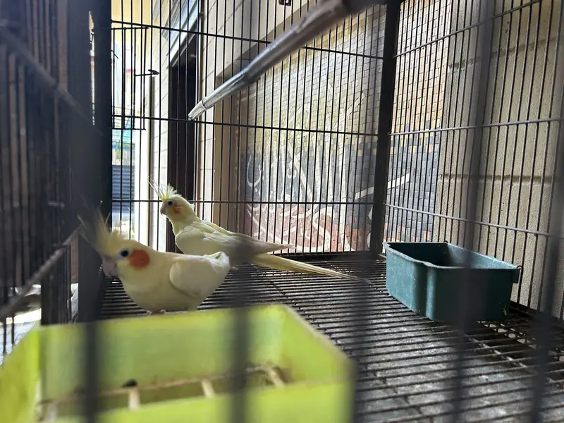 Different breeds of parrots — photo 4