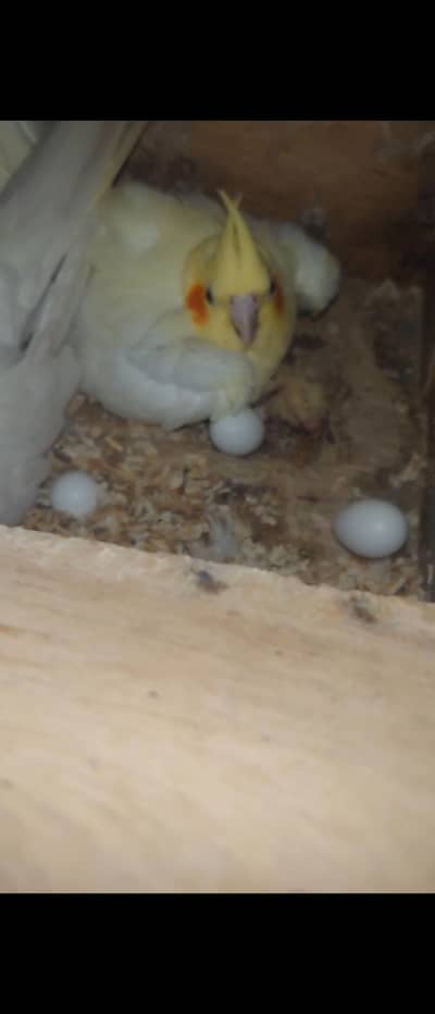 Cream Cockatiel Breeder Pair