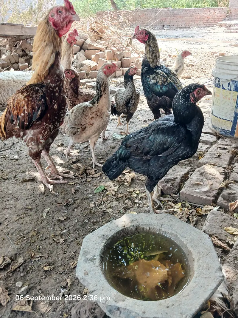 Assel miya  wali  contact 03067005580 — photo 4