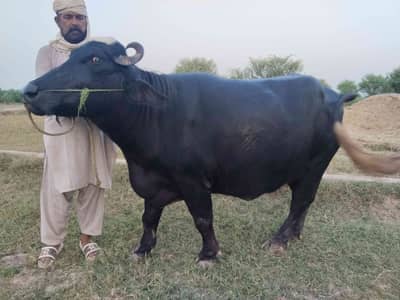 sohail Aslam 