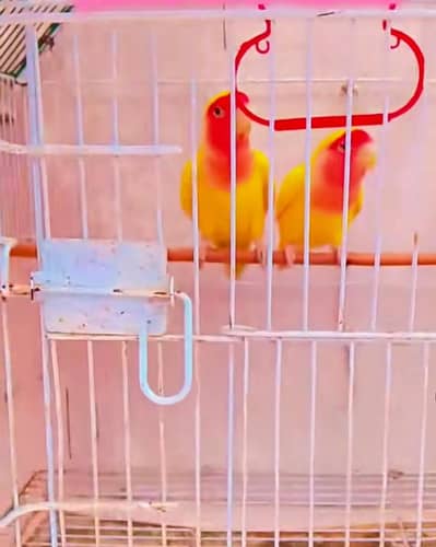 Love Birds Pair for Sale