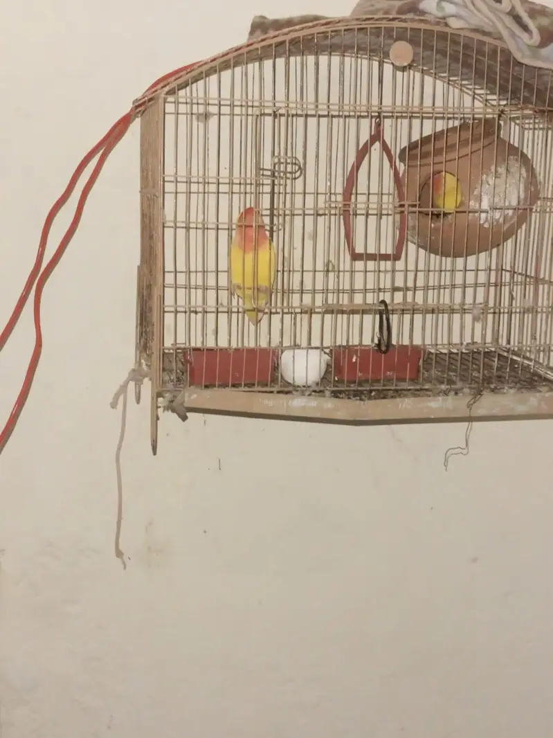 Love Birds Pair for Sale — photo 2