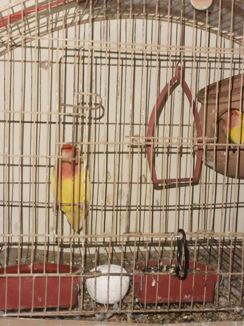 Love Birds Pair for Sale — photo 3