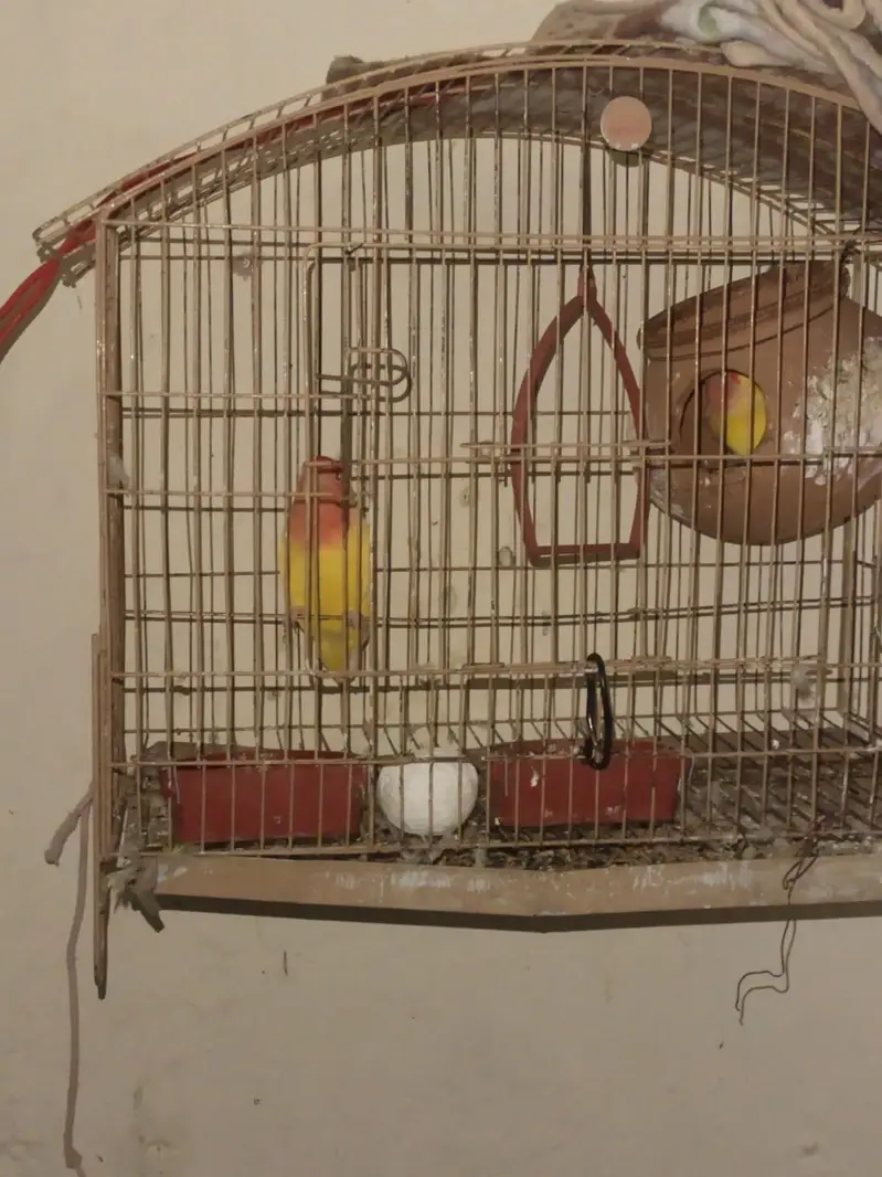 Love Birds Pair for Sale — photo 4