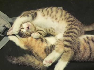 Playful kittens for sale.