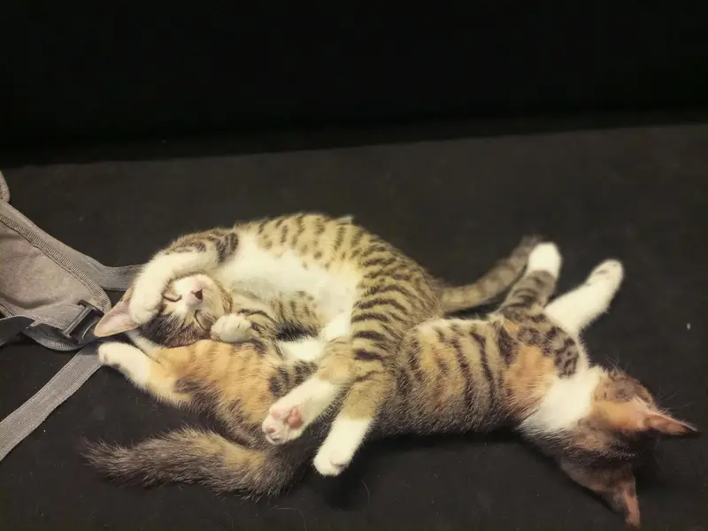 Playful kittens for sale. — photo 2