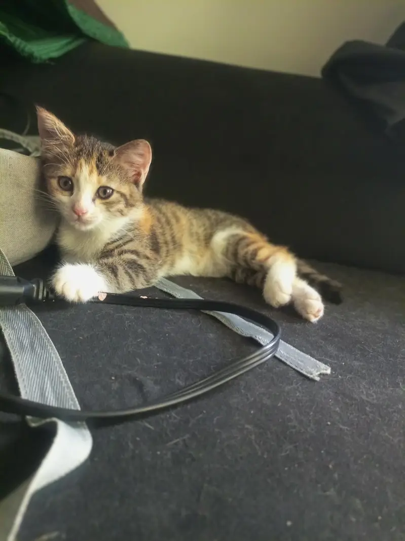 Playful kittens for sale. — photo 3