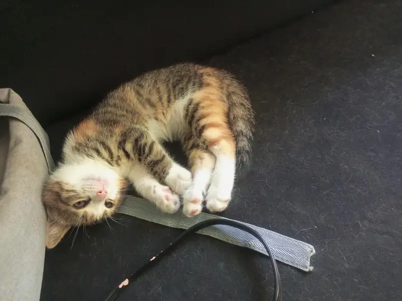 Playful kittens for sale. — photo 4