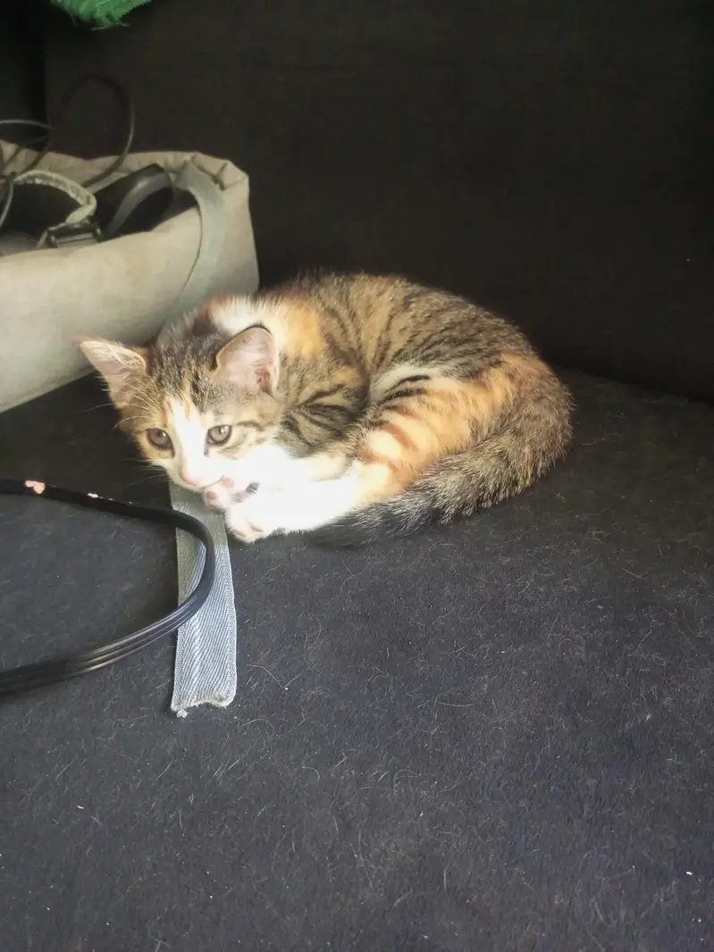 Playful kittens for sale. — photo 5